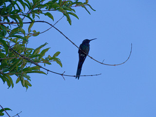 Beija-Flor.jpg