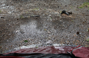 Great hail lies on the ground in the forest.