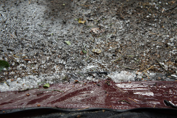 Great hail lies on the ground in the forest.