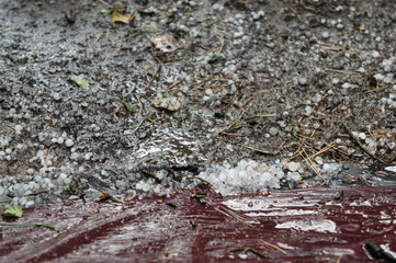 Great hail lies on the ground in the forest.