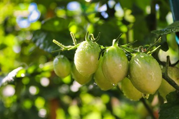 Pomodoro Ciliegino Pachino