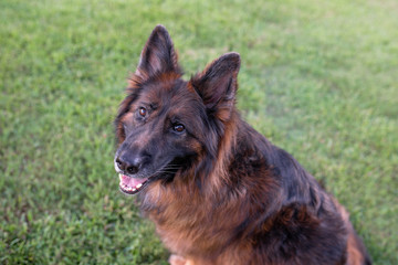 Long haired red and black German shepherd dog outdoors on green grass