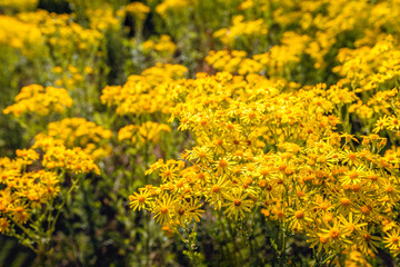 Closeup of yellow flowering Common Ragwort or Jacobaea vulgaris plants early in the morning on a sunny day in the Dutch summer season.