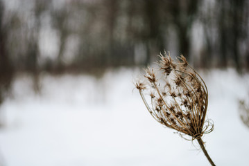 Dried wild flower on a snowy background
