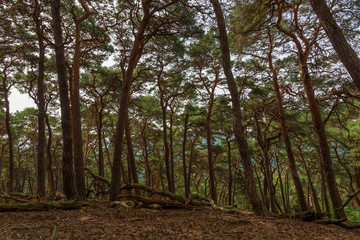 Old forest in Taunus mountains near Frankfurt