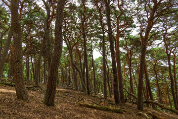 Old forest in Taunus mountains near Frankfurt