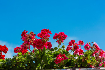 Geranium flowers in flower box on a balcony