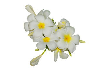Fototapeta na wymiar Beautiful frangipani flowers on a white background