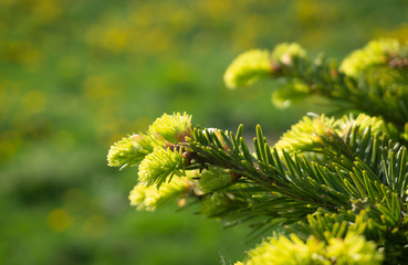 Fresh green needles on a conifer in spring