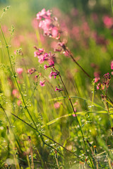 summer meadow with pink flowers