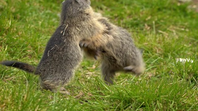 Juvenile alpine marmot (Marmota marmota) fighting