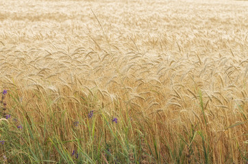 Wheat field. Harvest and food concept.