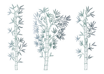 Set bamboo branch isolated. Vector illustration.