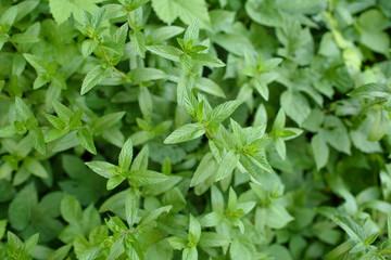 Wild mint among some other green plants