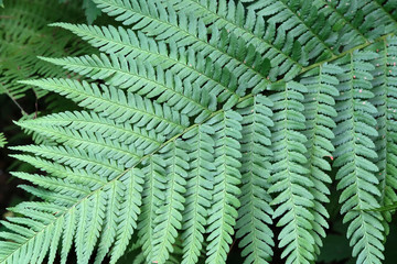 Natural plant green background