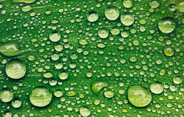 Green leaf with water drops after rain.