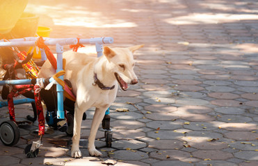 Fototapeta na wymiar Dog with disable leg for walk with wheel chair for help walking 
