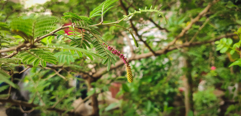 Prosopis cineraria also known as sami tree in india with it's very rare pink and yellow flower.