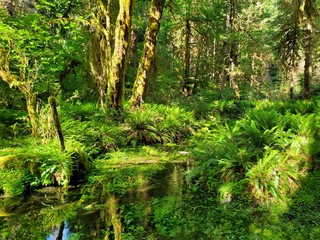 Hoh Rain Forest, located near the Olympic Peninsula in western Washington State, North America. Hall of Mosses trail, American National Park. Protected Rain Forest with Giant Trees