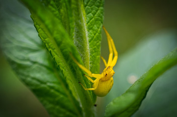 Beautiful yellow spider trying to escape from the photographer, close-up photo of a spider