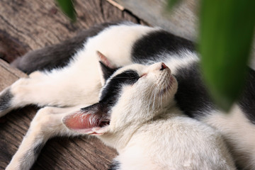 Cat laying on ground with lovely feeling mood of pet 