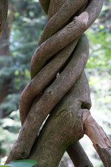 Background from the bark