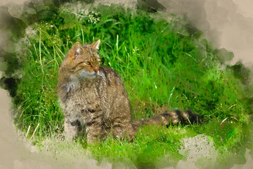 Digital watercolour painting of Beautiful Scottish Wildcat posturing on tree in Summer sunlight