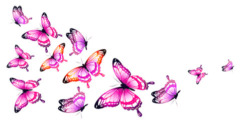 Obraz na płótnie Canvas butterfly160