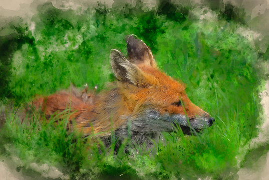 Digital watercolour painting of Stunning image of red fox vulpes vulpes in lush Summer countryside landscape