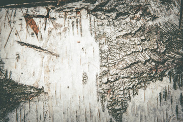 Birch Bark Texture of old tree, dry birch trunk. White uneven bark, chopped off branches.
