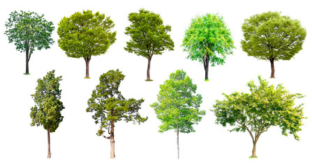 Isolated of tree collection on white background and clipping path for ecology decoration website and magazine.- Image.