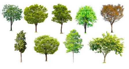 Isolated of tree collection on white background and clipping path for ecology decoration website and magazine.- Image.