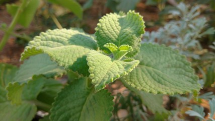 Plectranthus amboinicus closeup