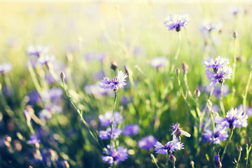 Cornflowers on grassy meadow at sunset.