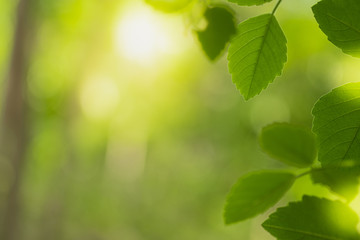Fototapeta na wymiar Closeup beautiful view of nature green leaf on greenery blurred background with sunlight and copy space. It is use for natural ecology summer background and fresh wallpaper concept.