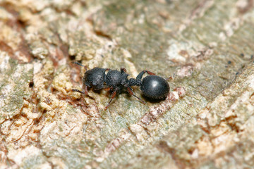 Tree ant (Cataulacus granulatus) on tree trunk background (taken from Thailand, Southeast Asia)