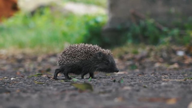 little hedgehog on the yard looking for food.