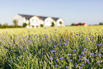 Housing developer investment. Semi-detached houses