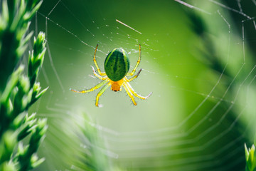 Spider on its web between green plants in the garden.