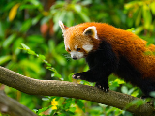 Fototapeta premium Panda Roux