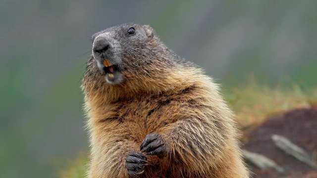 Alpine marmot in the mountains