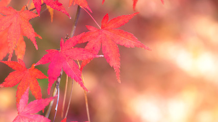 Red maple leaves with bokeh background 3
