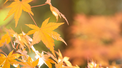Yellow maple leaves with bokeh background 4