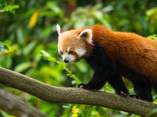 Fototapeta premium Panda Roux