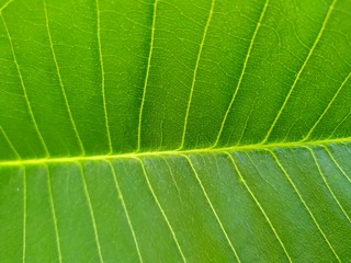 line on leaf in light green of apocynaceae