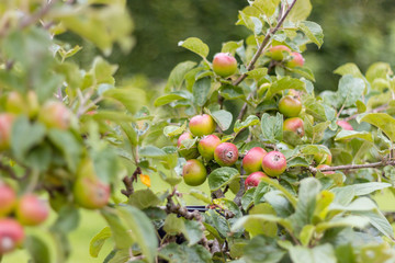 Green apple-tree with small fruits