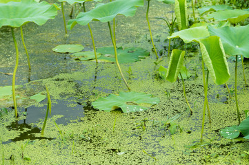 レンコン畑　ハスの葉
