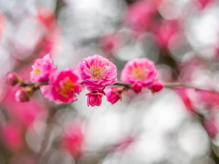 Closeup of blooming vibrant pink Sakura flower and bokeh blurry background in cherry blossom season.
