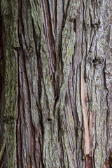 Close up of tree bark texture