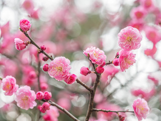 Closeup of blooming vibrant pink Sakura flower and bokeh blurry background in cherry blossom season.